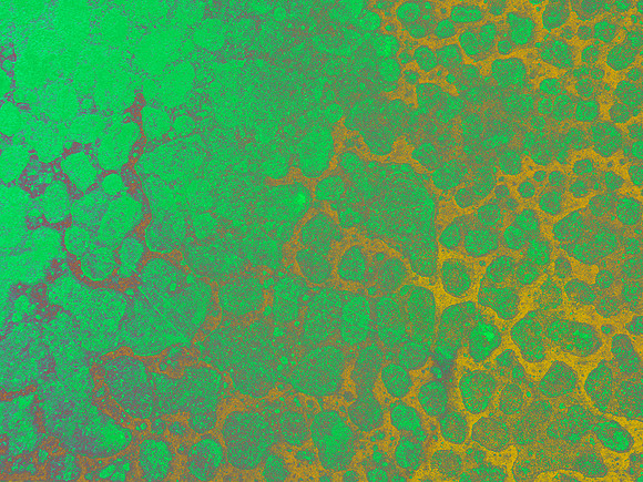 Green is Gold